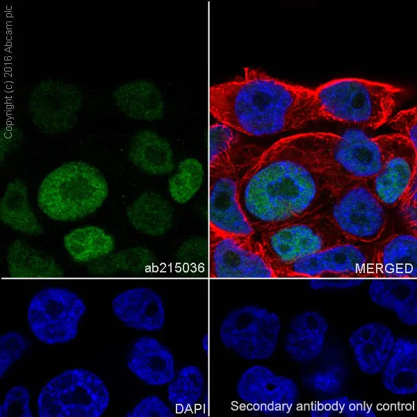 Immunocytochemistry/ Immunofluorescence - Anti-KLF4 antibody [EPR19590] - BSA and Azide free (AB222235)