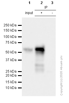 Immunoprecipitation - Anti-KLF4 antibody [EPR19590] - BSA and Azide free (AB222235), expandable thumbnail