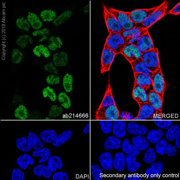 Immunocytochemistry/ Immunofluorescence - Anti-KLF4 antibody [EPR20753-25] (AB214666)