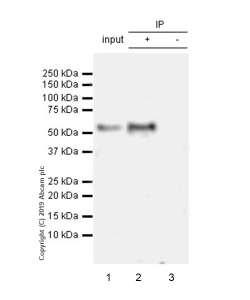Immunoprecipitation - Anti-KLF4 antibody [EPR20753-25] (AB214666), expandable thumbnail