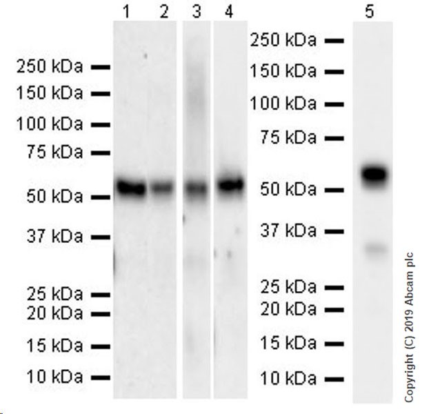 Western blot - Anti-KLF4 antibody [EPR20753-25] (AB214666), expandable thumbnail