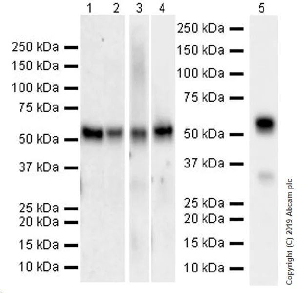 Western blot - Anti-KLF4 antibody [EPR20753-25] (AB214666)