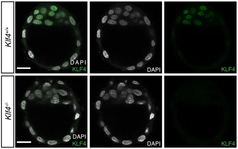 IHC - Wholemount - Anti-KLF4 antibody [EPR20753-25] - BSA and Azide free (AB255335)