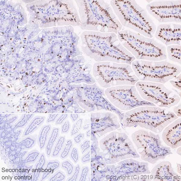 Immunohistochemistry (Formalin/PFA-fixed paraffin-embedded sections) - Anti-KLF4 antibody [EPR20753-25] - BSA and Azide free (AB255335)