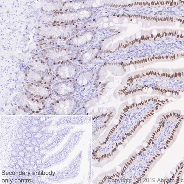 Immunohistochemistry (Formalin/PFA-fixed paraffin-embedded sections) - Anti-KLF4 antibody [EPR20753-25] - BSA and Azide free (AB255335), expandable thumbnail