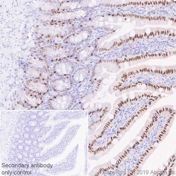 Immunohistochemistry (Formalin/PFA-fixed paraffin-embedded sections) - Anti-KLF4 antibody [EPR20753-25] - BSA and Azide free (AB255335)