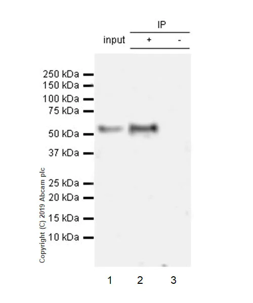 Immunoprecipitation - Anti-KLF4 antibody [EPR20753-25] - BSA and Azide free (AB255335)