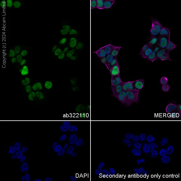 Immunocytochemistry/ Immunofluorescence - Anti-KLF4 antibody [RM1174] (AB322110)