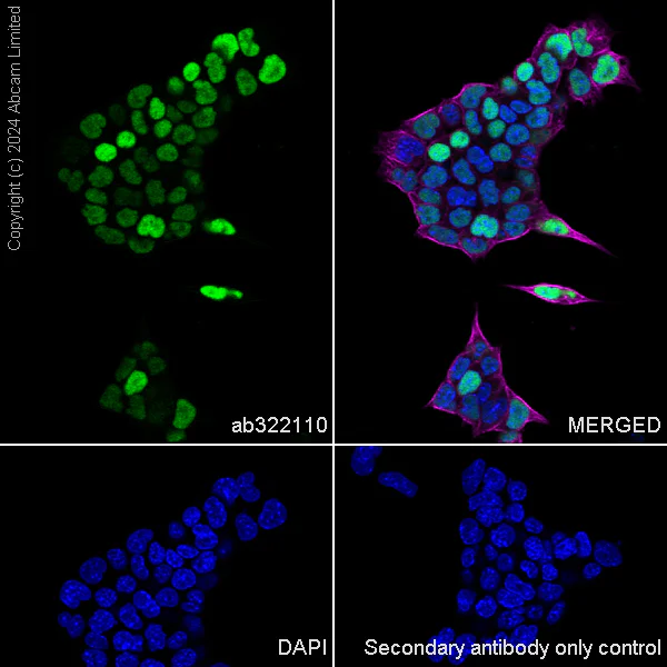 Immunocytochemistry/ Immunofluorescence - Anti-KLF4 antibody [RM1174] (AB322110)