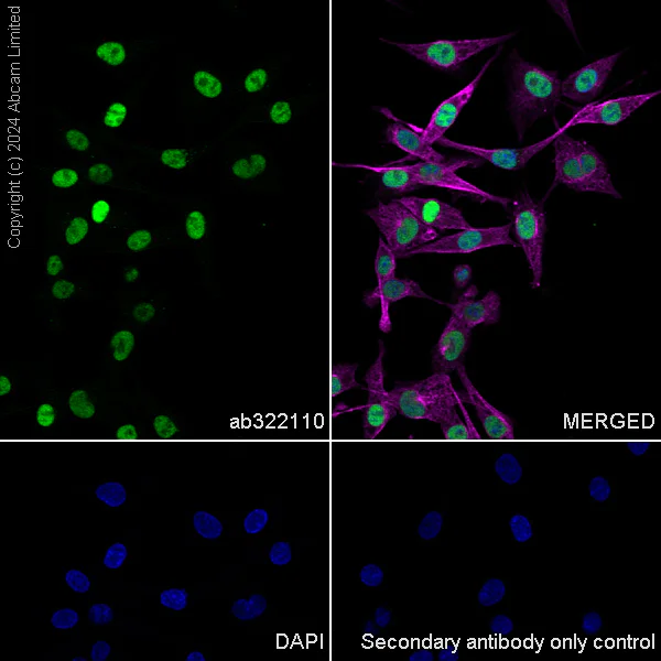 Immunocytochemistry/ Immunofluorescence - Anti-KLF4 antibody [RM1174] (AB322110)