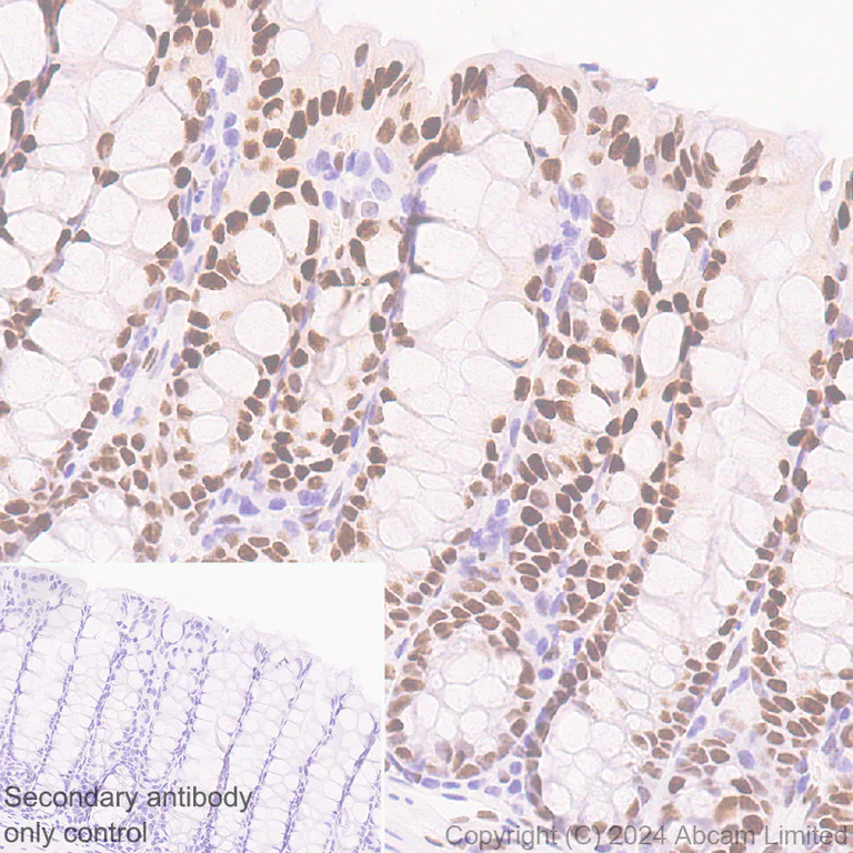Immunohistochemistry (Formalin/PFA-fixed paraffin-embedded sections) - Anti-KLF4 antibody [RM1174] (AB322110)