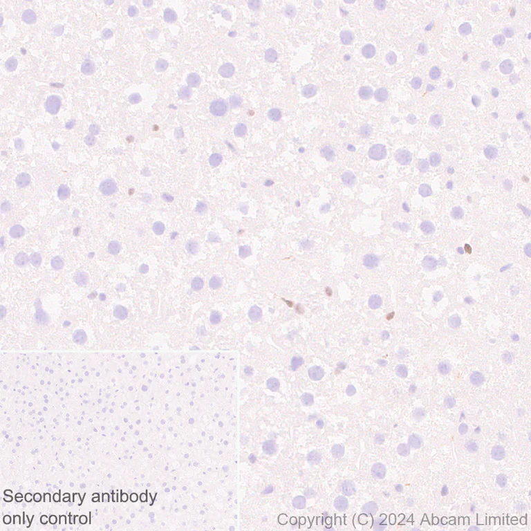 Immunohistochemistry (Formalin/PFA-fixed paraffin-embedded sections) - Anti-KLF4 antibody [RM1174] (AB322110)