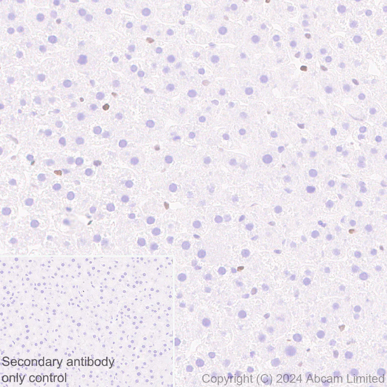 Immunohistochemistry (Formalin/PFA-fixed paraffin-embedded sections) - Anti-KLF4 antibody [RM1174] (AB322110)