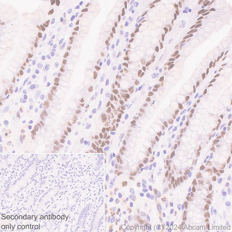 Immunohistochemistry (Formalin/PFA-fixed paraffin-embedded sections) - Anti-KLF4 antibody [RM1174] (AB322110)