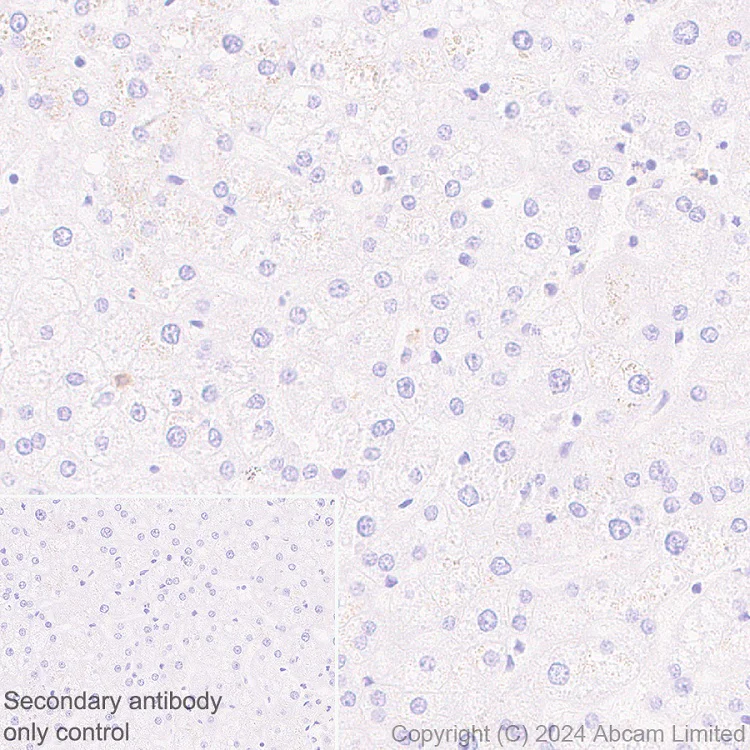 Immunohistochemistry (Formalin/PFA-fixed paraffin-embedded sections) - Anti-KLF4 antibody [RM1174] (AB322110)