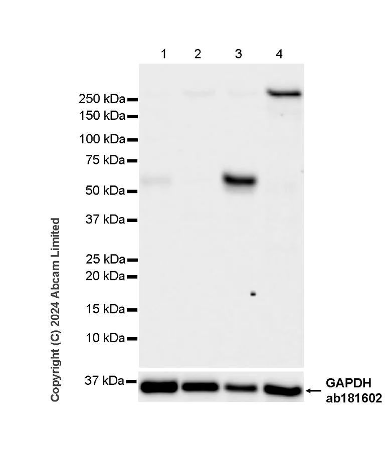 Western blot - Anti-KLF4 antibody [RM1174] (AB322110)