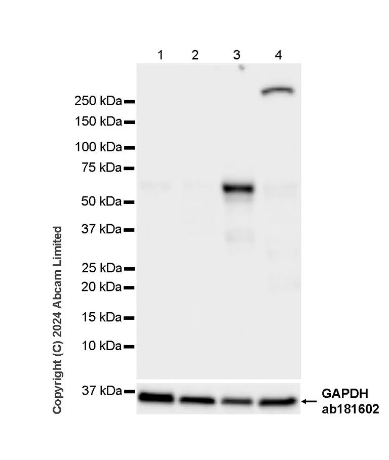 Western blot - Anti-KLF4 antibody [RM1174] (AB322110)
