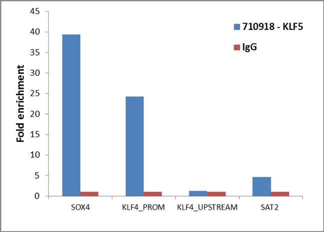 ChIP - Anti-KLF5 antibody [23HCLC] (AB277773)