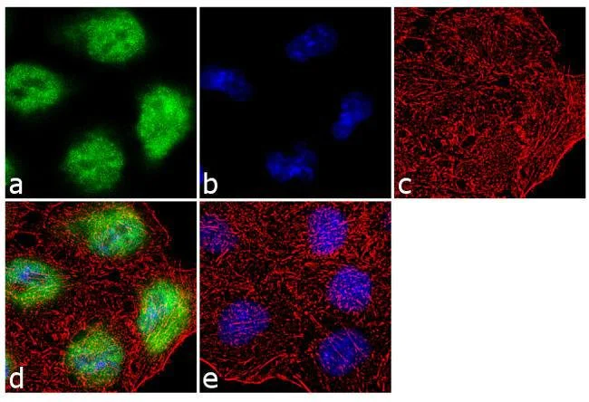 Immunocytochemistry - Anti-KLF5 antibody [23HCLC] (AB277773)