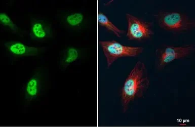 Immunocytochemistry/ Immunofluorescence - Anti-KLF5 antibody (AB137676)