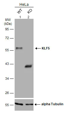Western blot - Anti-KLF5 antibody (AB137676)