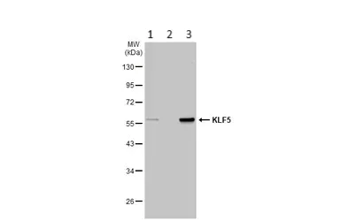 Western blot - Anti-KLF5 antibody (AB137676)