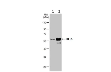 Western blot - Anti-KLF5 antibody (AB137676)
