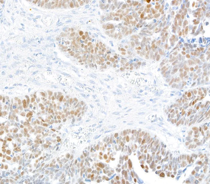 Immunohistochemistry (Formalin/PFA-fixed paraffin-embedded sections) - Anti-KLF5 antibody [BLR243L] - BSA free (AB314109)