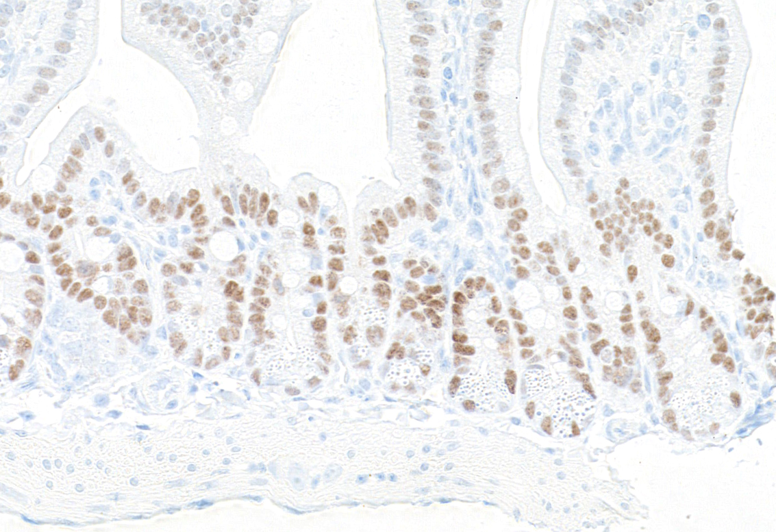 Immunohistochemistry (Formalin/PFA-fixed paraffin-embedded sections) - Anti-KLF5 antibody [BLR243L] - BSA free (ab314109), expandable thumbnail