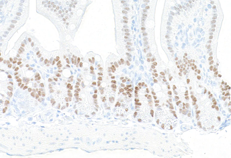 Immunohistochemistry (Formalin/PFA-fixed paraffin-embedded sections) - Anti-KLF5 antibody [BLR243L] - BSA free (AB314109)