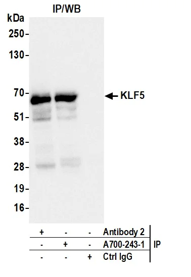 Immunoprecipitation - Anti-KLF5 antibody [BLR243L] - BSA free (AB314109)