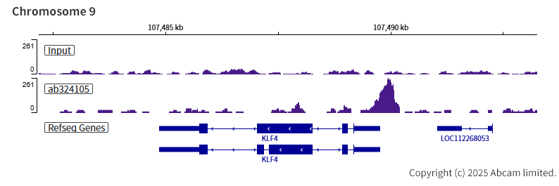 ChIP-sequencing - Anti-KLF5 antibody [EPR29066-77] (ab324105), expandable thumbnail
