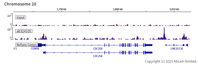 ChIP-sequencing - Anti-KLF5 antibody [EPR29066-77] (ab324105), expandable thumbnail