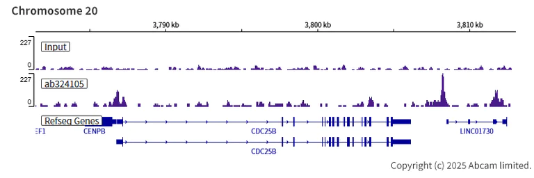 ChIP-sequencing - Anti-KLF5 antibody [EPR29066-77] (AB324105)
