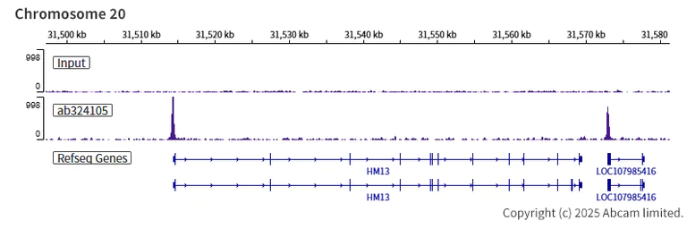 ChIP-sequencing - Anti-KLF5 antibody [EPR29066-77] (AB324105)