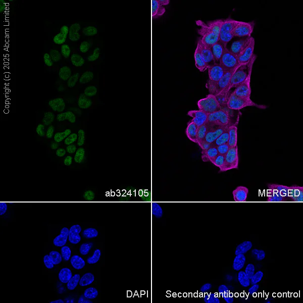 Immunocytochemistry/ Immunofluorescence - Anti-KLF5 antibody [EPR29066-77] (AB324105)