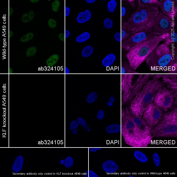Immunocytochemistry/ Immunofluorescence - Anti-KLF5 antibody [EPR29066-77] (AB324105), expandable thumbnail