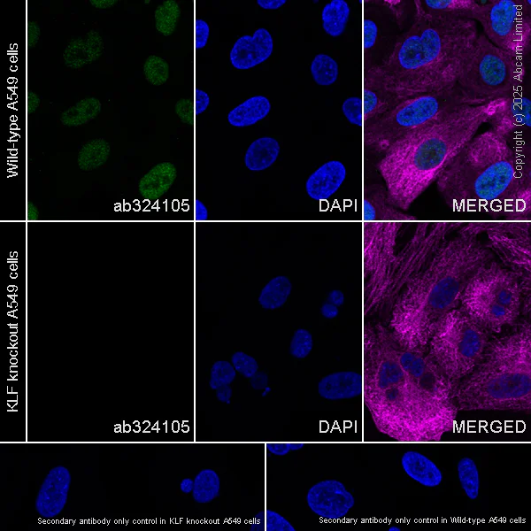 Immunocytochemistry/ Immunofluorescence - Anti-KLF5 antibody [EPR29066-77] (AB324105)