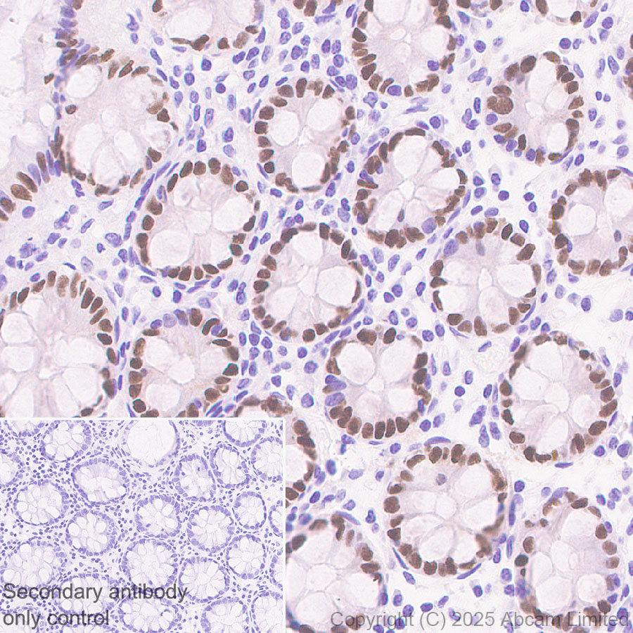 Immunohistochemistry (Formalin/PFA-fixed paraffin-embedded sections) - Anti-KLF5 antibody [EPR29066-77] (ab324105), expandable thumbnail