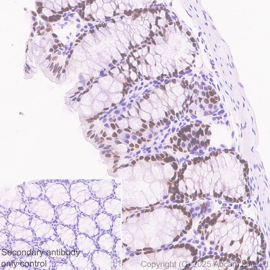 Immunohistochemistry (Formalin/PFA-fixed paraffin-embedded sections) - Anti-KLF5 antibody [EPR29066-77] (ab324105), expandable thumbnail