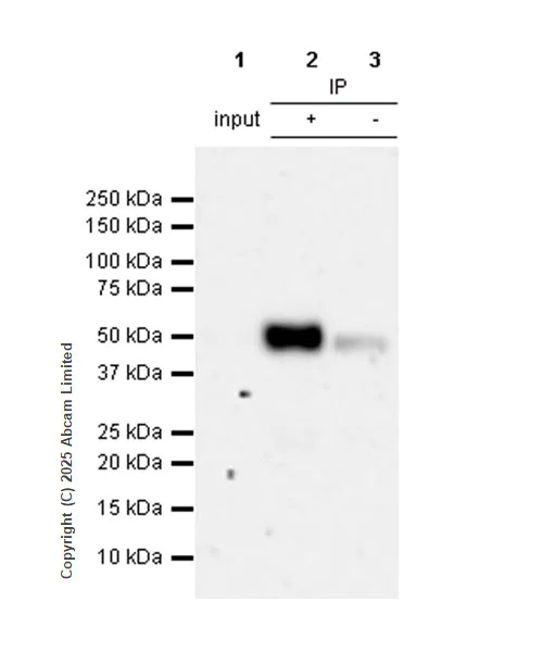 Immunoprecipitation - Anti-KLF5 antibody [EPR29066-77] (AB324105)