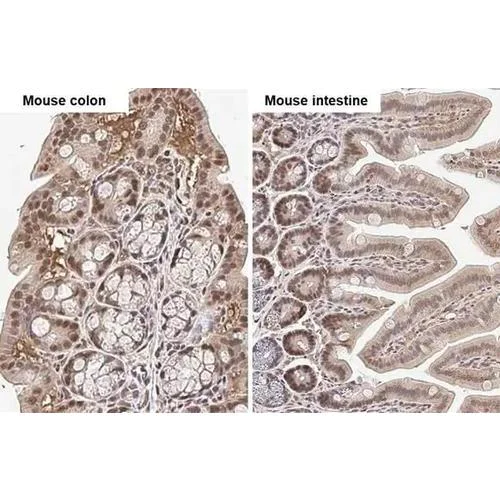 Immunohistochemistry (Formalin/PFA-fixed paraffin-embedded sections) - Anti-KLF5 antibody [HL2269] (AB317184)