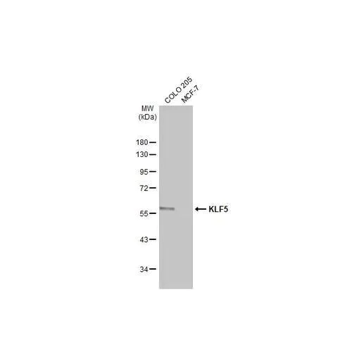 Western blot - Anti-KLF5 antibody [HL2269] (AB317184)