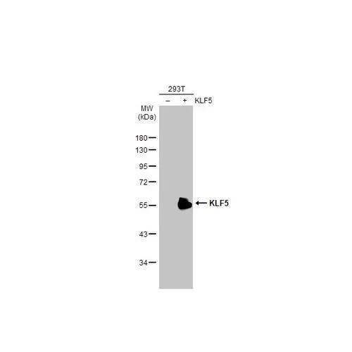 Western blot - Anti-KLF5 antibody [HL2269] (AB317184)