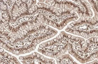 Immunohistochemistry (Formalin/PFA-fixed paraffin-embedded sections) - Anti-KLF9 antibody (AB227920)