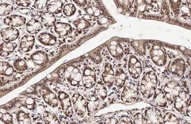 Immunohistochemistry (Formalin/PFA-fixed paraffin-embedded sections) - Anti-KLF9 antibody (AB227920)