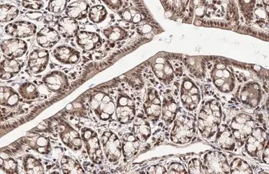 Immunohistochemistry (Formalin/PFA-fixed paraffin-embedded sections) - Anti-KLF9 antibody (AB227920)
