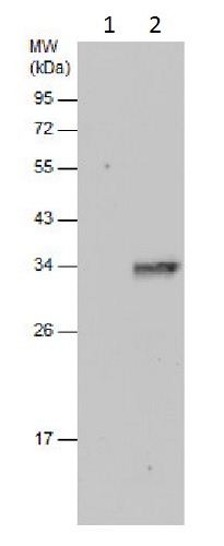 Immunoprecipitation - Anti-KLF9 antibody (AB227920)