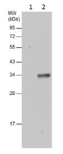 Immunoprecipitation - Anti-KLF9 antibody (AB227920)