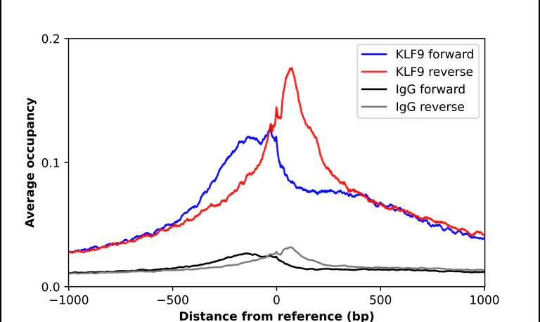 ChIP - Anti-KLF9 Antibody (AB327217)